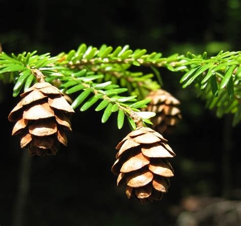 Tsuga canadensis (Canada hemlock, Canadian Hemlock, Eastern Hemlock ...