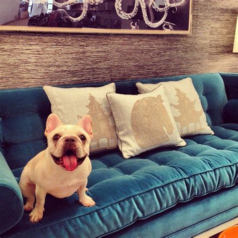 Couch What Couch Jonathan Adler French Bulldogs Turquoise Color