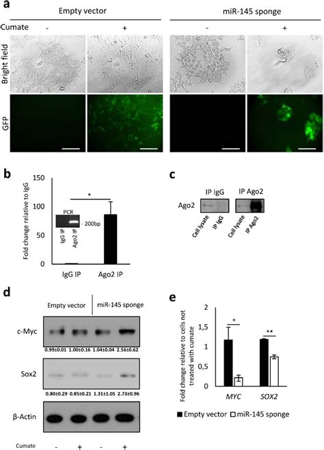 Expression Of MiR 145 Sponge Upon Cumate Induction And Efficiency Of