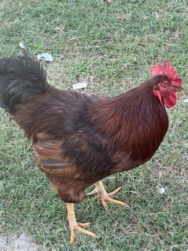 6 White Leghorn X Rhode Island Red Hatching Eggs Ebay