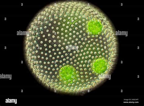 Volvox Algae Light Micrograph Of The Surface Of A Colony Of The