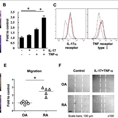 Il And Tnf Stimulation Promotes Migration And Invasion In Ra Fls