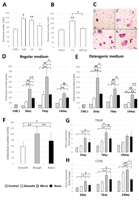 Osteoclast formation assay and bone marrow-derived macrophage gene ...