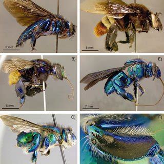 Representative species of each of the five orchid bee genera within the... | Download Scientific ...