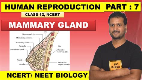 Human Reproduction Class 12 Lecture 7 Mammary Gland Breast Cbse