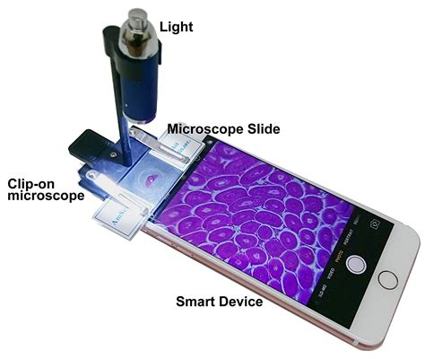 Microscope Slides: Animal Biology – ScienceWiz