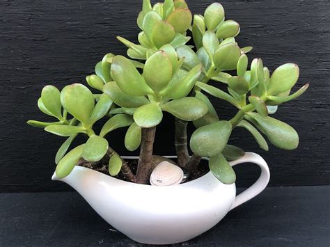 Суккуленты с листьями фото и названия (большое количество фото ...