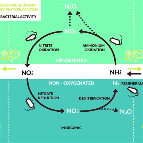 A Simplified Scheme Of The Marine Nitrogen Cycle Showing The Main