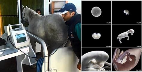 Equine and Horse Ultrasound Machine Manufacturer China