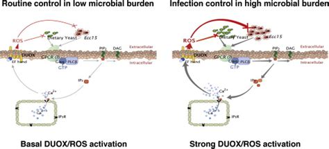 Regulation of DUOX by the Gαq Phospholipase Cβ Ca2 Pathway in