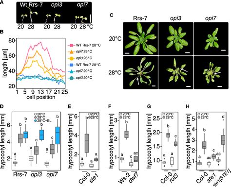 Figure 1 From Brassinosteroids Dominate Hormonal Regulation Of Plant Thermomorphogenesis Via