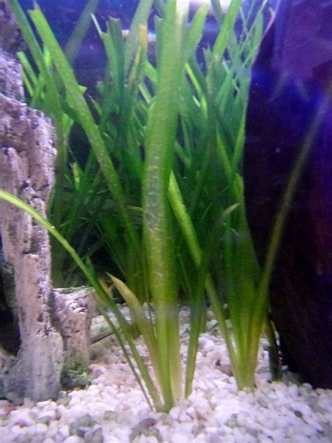 12 Best Coldwater Aquarium Plants