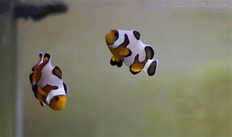 Ocellaris Clownfish Care Size Lifespan Types And More