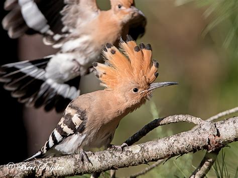 Birding Portugal Hoopoe Bird Watching Alentejo Birding In Portugal