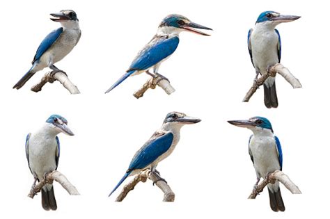 Collared Kingfisher Whitecollared Kingfisher Isolated On White