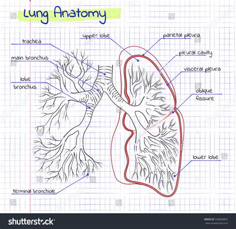 Vector Drawing Anatomy Human Lung Stock Vector Royalty Free