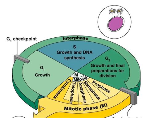 CSIR LIFE SCIENCE PREPARATION Fundamental Processes Overview Of The