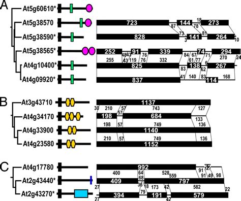 Evolution Of F Box Genes In Plants Different Modes Of Sequence