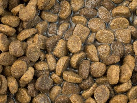 Can Adding Water To Dry Dog Food Cause Diarrhea Pros And Cons Dog Growth