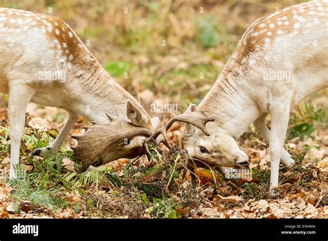 Fallow Deer Dama Dama Stags Locking Antlers During Their Annual Rut