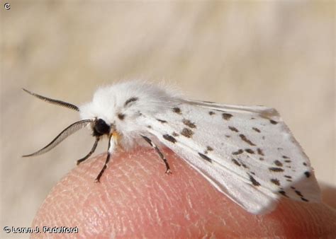 FALL WEBWORM MOTH - Fontenelle Forest Nature Search : Fontenelle Forest ...