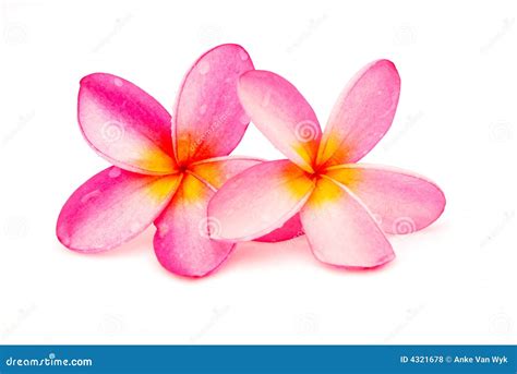 Beautiful Frangipani Plumeria Stock Photo Image 4321678