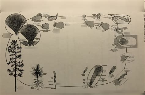 Diagram of coniferophyta life cycle | Quizlet