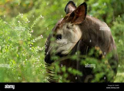 Congo rainforest animals hi-res stock photography and images - Alamy