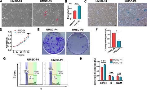 Cell Morphology And The Proliferation Potential Of Umsc P4 And Umsc Download Scientific