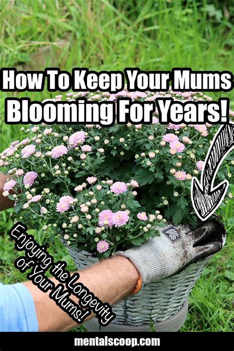 How To Keep Your Mums Blooming For Years! - Mental Scoop