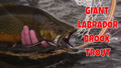 Fly Fishing Labrador For Giant Brook Trout At Three Rivers Lodge Youtube