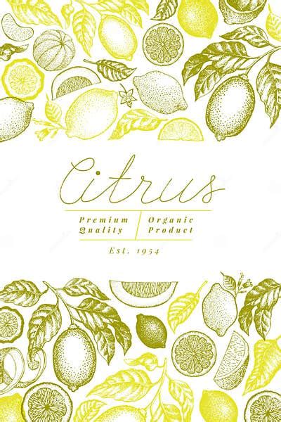 Vintage Citrus Banner Template Lemon Tree Design Hand Drawn Vector Fruit Illustration