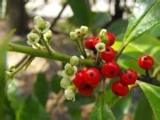 Muda De Erva Mate Feita De Semente Loja Plantei