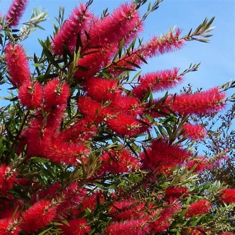 Callistemon Citrinus Splendens Urban Jungle Plant Nursery