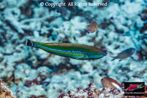 Hawaiian Fish Portraits