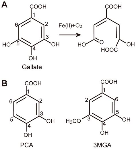 Catalytic Reaction Of Desb A The Chemical Structure Of Gallate And Download Scientific