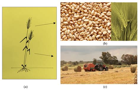 A Barley Plant B Seeds After Harvesting C Production Of Bale By