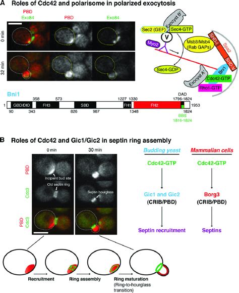 Roles Of Cdc42 In Polarized Exocytosis And Septin Ring Assembly A