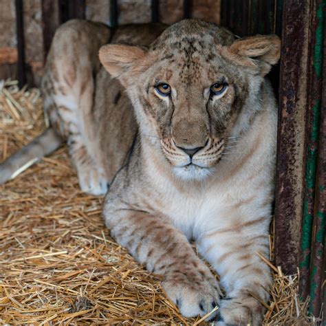 Adriana Niño De Rivera 🇺🇦🕊️☮️💙💛 On Twitter Rt Fourpawsint 🦁 Young Lioness Escaping War In