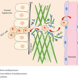 Schematic Representation Of The Epithelial Mesenchymal Transition Of