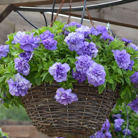 Petunia Tumbelina Sophia Tray Of 28 Value Large Plug Plants