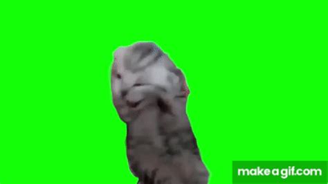 Green Screen Dramatic Kitten Meme | Screaming Cat Meme on Make a GIF