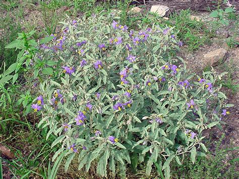 Vascular Plants of the Gila Wilderness-- Solanum elaeagnifolium