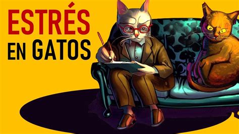 El Estr S En Gatos La Vida Con Gatos Lavidacongatos Youtube