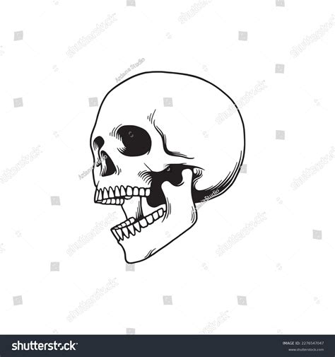 3781 Open Mouth Skull Images Stock Photos 3d Objects And Vectors
