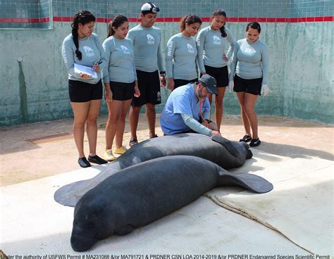 Internado Centro De Conservación De Manatíes Del Caribe