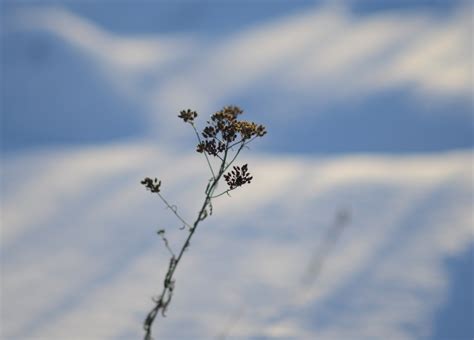 Free Images Tree Nature Branch Blossom Snow Winter Cloud Plant