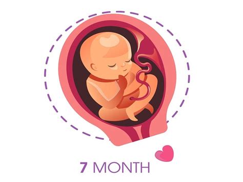 7th Month Pregnancy Symptoms And Fetal Development