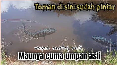 MANCING TOMAN PAKAI UMPAN BELUT STRIKE NYA PASTI BERTUBI TUBI