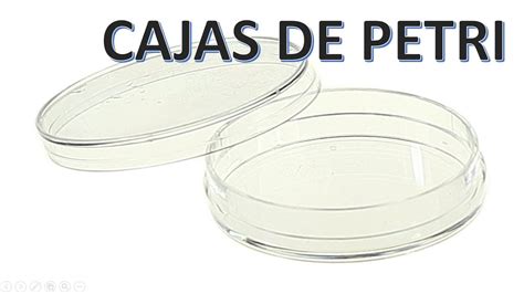 Cajas De Petri Caseras Para Experimentos Escolares XEN Xpertos En